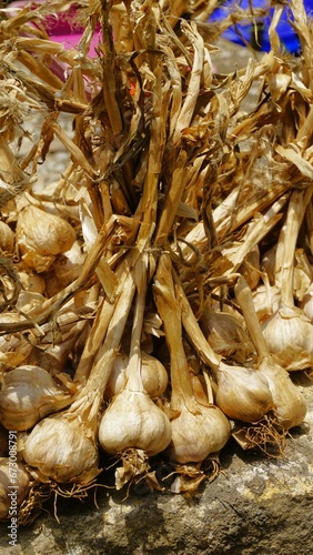 Organic Mountain Hill Garlic or Malai Poondu cultivated and kept for sale. photo