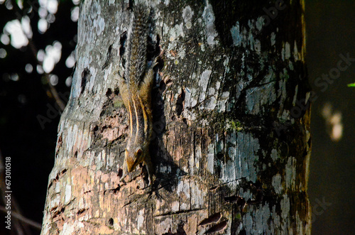 A Squirrel (Rodant) Searching For Food photo