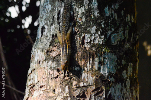 A Squirrel (Rodant) Searching For Food photo