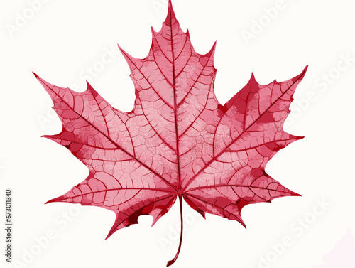 Drawing of Close-up of a perfect red maple leaf illustration separated, sweeping overdrawn lines.