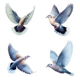 A set of male and female Eurasian collared doves flying on a transparent background