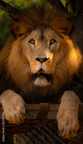 Lion photo