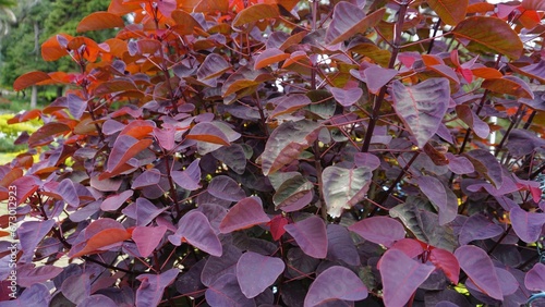 Euphorbia cotinifolia also known as Tropical smokebush, Caribbean copperplant, Mexican shrubby photo