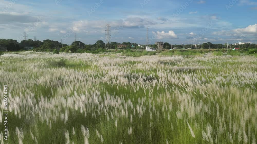 Aerial view of the white autumn flowers, White Saccharum spontaneum flower swaying in the wind in the autumn field, Kashful or Saccharum spontaneum flower swaying in the wind Aerial view of the white autumn flowers, White Saccharum spontaneum flower swaying in the wind in the autumn field, Kashful or Saccharum spontaneum flower swaying in the wind