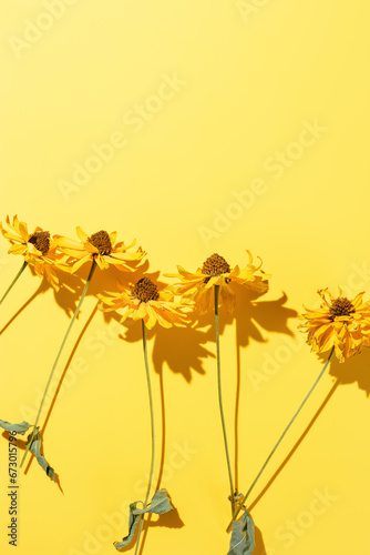 Floral autumn still life with flowers on yellow background, Autumnal flowery pattern, beautiful shadow from sunlight. Scenery Nature design, minimal style aesthetic flat lay, yellow monochrome
