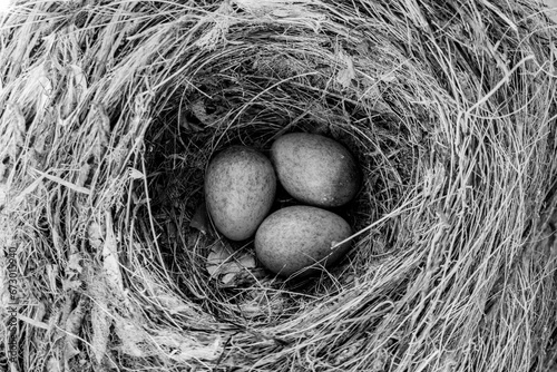 Three birds eggs in nest photo