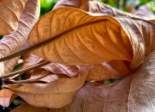 Closeup of dry brown leaf texture   teak leaf  