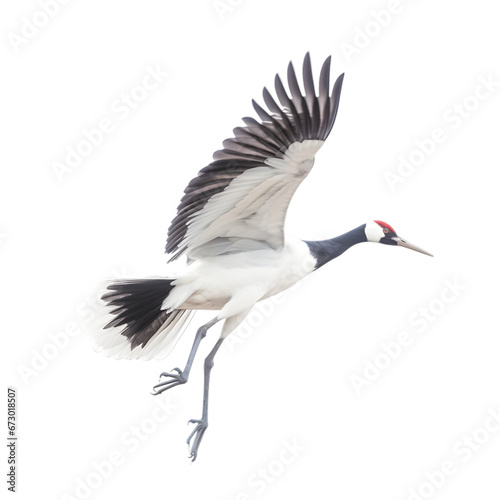 side view, beautiful red crowned crane flying against transparent background. The ritual marriage dance. 