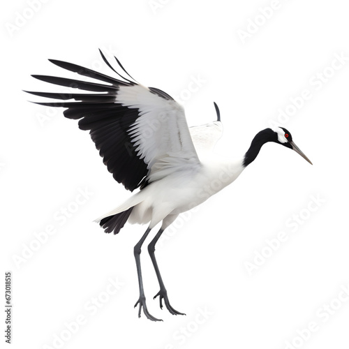 side view, beautiful red crowned crane in the posture of flying against transparent background. The ritual marriage dance. 