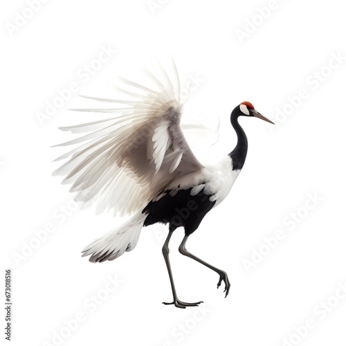 side view, elegent red crowned crane in the posture of dancing against transparent background. The ritual marriage dance. 