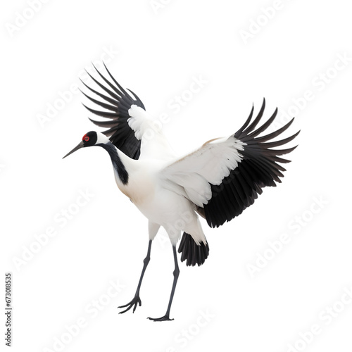 side view, dancing red crowned crane. The ritual marriage dance. Isolated on transparent background. 