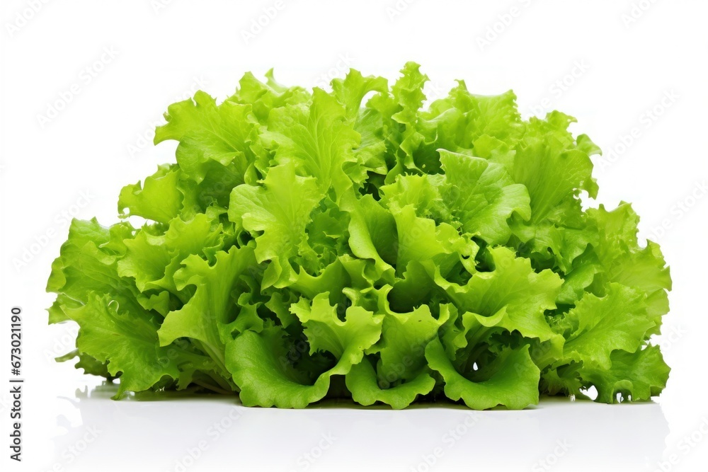 Salad plant isolated on white background Salad plant isolated on white background