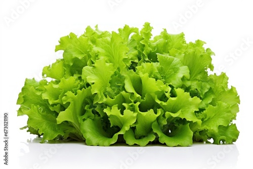 Salad plant isolated on white background