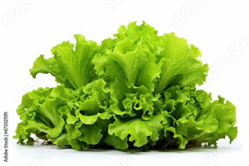 Salad plant isolated on white background