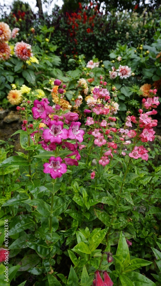 Portrait of Beautiful colourful flowers from plant Penstemon hartwegii also known as Hartwegs beardtongue. Portrait of Beautiful colourful flowers from plant Penstemon hartwegii also known as Hartwegs beardtongue.