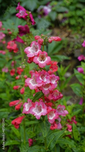 Portrait of Beautiful colourful flowers from plant Penstemon hartwegii also known as Hartwegs beardtongue.