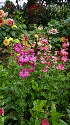 Portrait of Beautiful colourful flowers from plant Penstemon hartwegii also known as Hartwegs beardtongue. photo