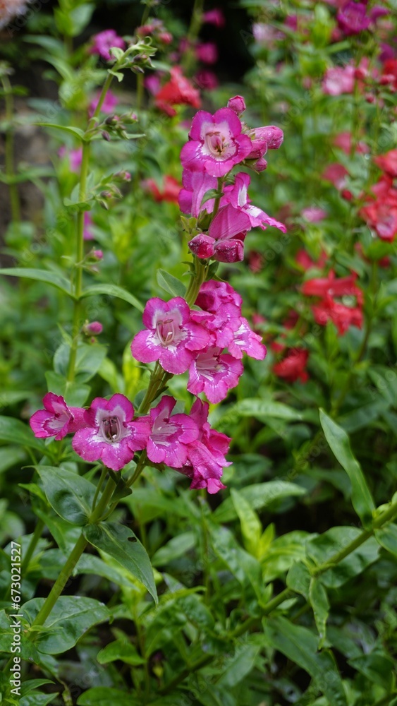 Portrait of Beautiful colourful flowers from plant Penstemon hartwegii also known as Hartwegs beardtongue. Portrait of Beautiful colourful flowers from plant Penstemon hartwegii also known as Hartwegs beardtongue.