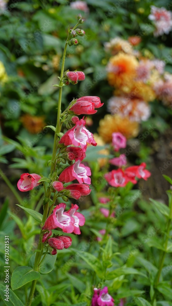 Portrait of Beautiful colourful flowers from plant Penstemon hartwegii also known as Hartwegs beardtongue. Portrait of Beautiful colourful flowers from plant Penstemon hartwegii also known as Hartwegs beardtongue.