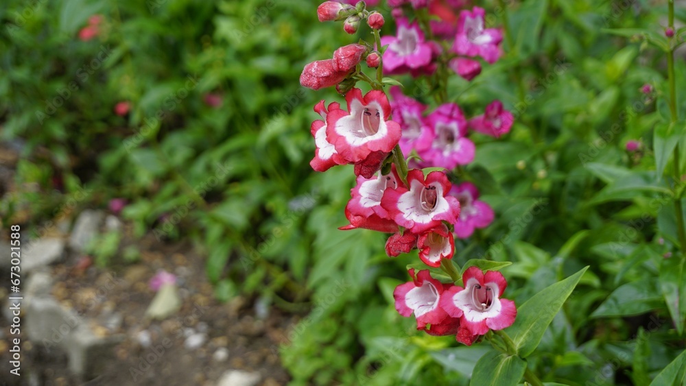 Obraz premium Landscape of Beautiful colourful flowers from plant Penstemon hartwegii also known as Hartwegs beardtongue.
