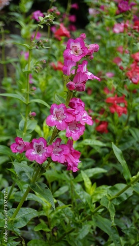 Portrait of Beautiful colourful flowers from plant Penstemon hartwegii also known as Hartwegs beardtongue.