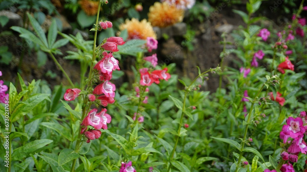 Landscape of Beautiful colourful flowers from plant Penstemon hartwegii also known as Hartwegs beardtongue. Landscape of Beautiful colourful flowers from plant Penstemon hartwegii also known as Hartwegs beardtongue.