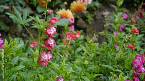 Landscape of Beautiful colourful flowers from plant Penstemon hartwegii also known as Hartwegs beardtongue. photo