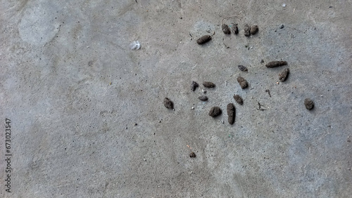 Mouse Droppings in Unhygienic Homes. Rats become dirt and disease for people in the house.