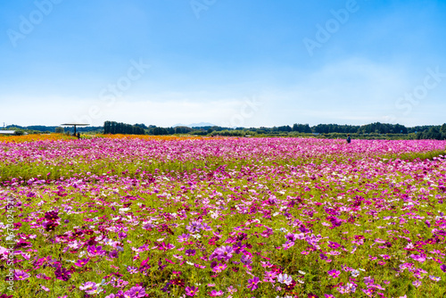 南部ふれあい広場のコスモス畑の風景（都城市）