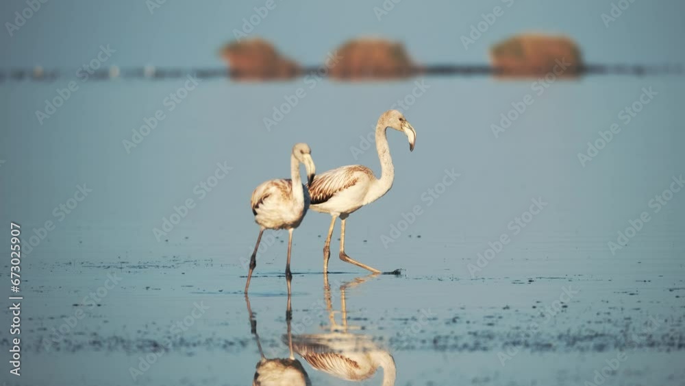 Wild flamingo birds in a wetland lake in a real natural habitat ... Biology Diagrams