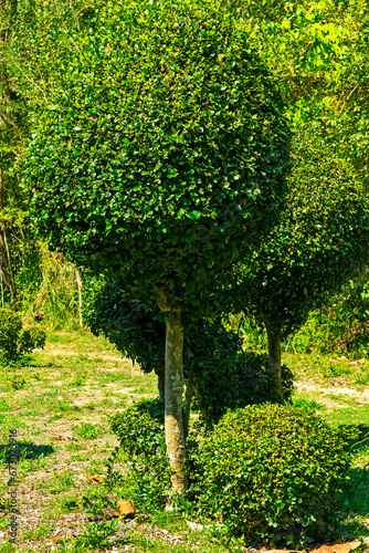 Siamese rough bush, Tooth brush photo