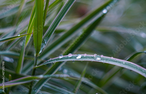 A drop of water on a blade of grass