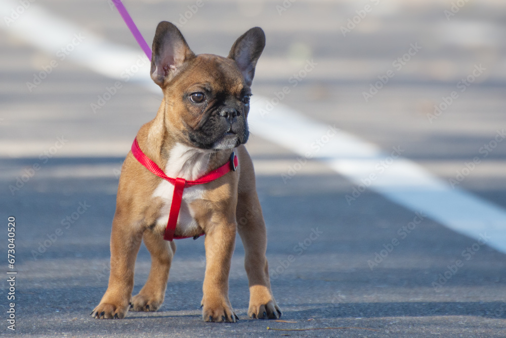 A French bulldog puppy in the park.