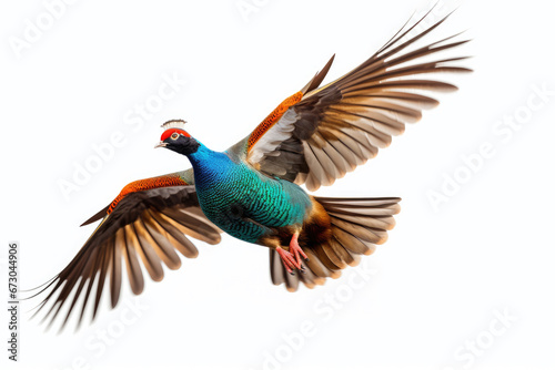 Flying pheasant on white background