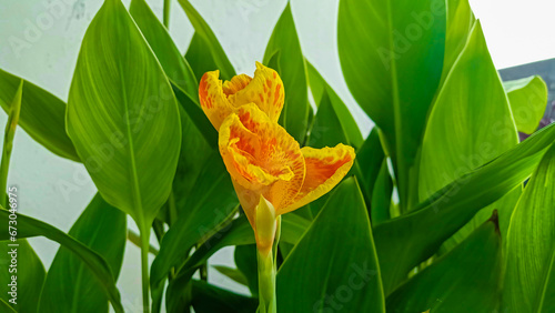 Canna lilies flower buds with wide green leaves. The canna orange begins to bloom in July. Beautiful yellow flower and green background photo