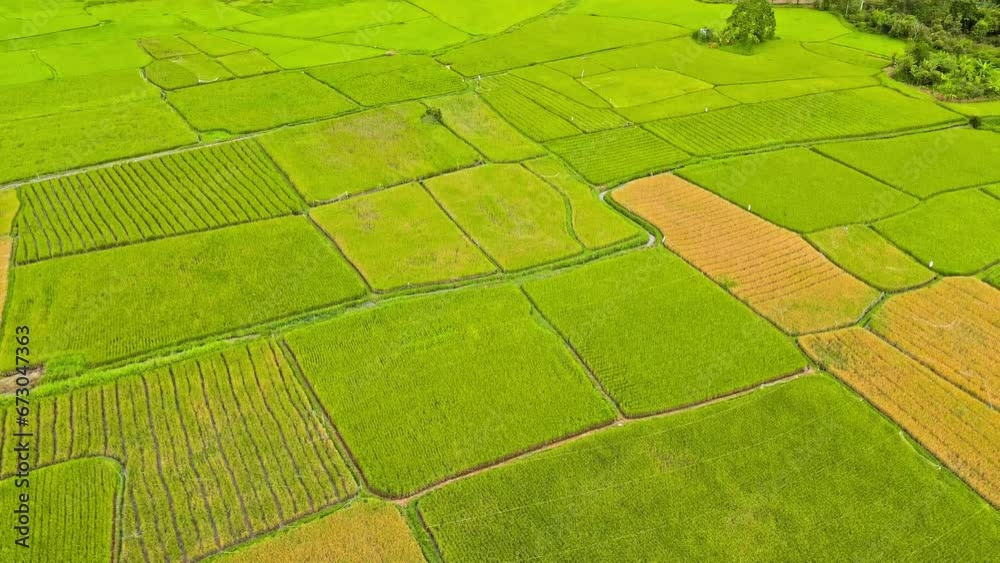 Aerial 4k video of paddy rice field in Sumatra, Indonesia. Mountain background and many trees after a light rain. Aerial 4k video of paddy rice field in Sumatra, Indonesia. Mountain background and many trees after a light rain.