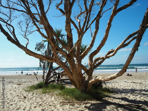 tree on the beach © 소연 박