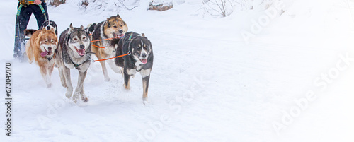 Dogs in harness pulling a sleigh competitions in winter on Kamchatka peninsula photo