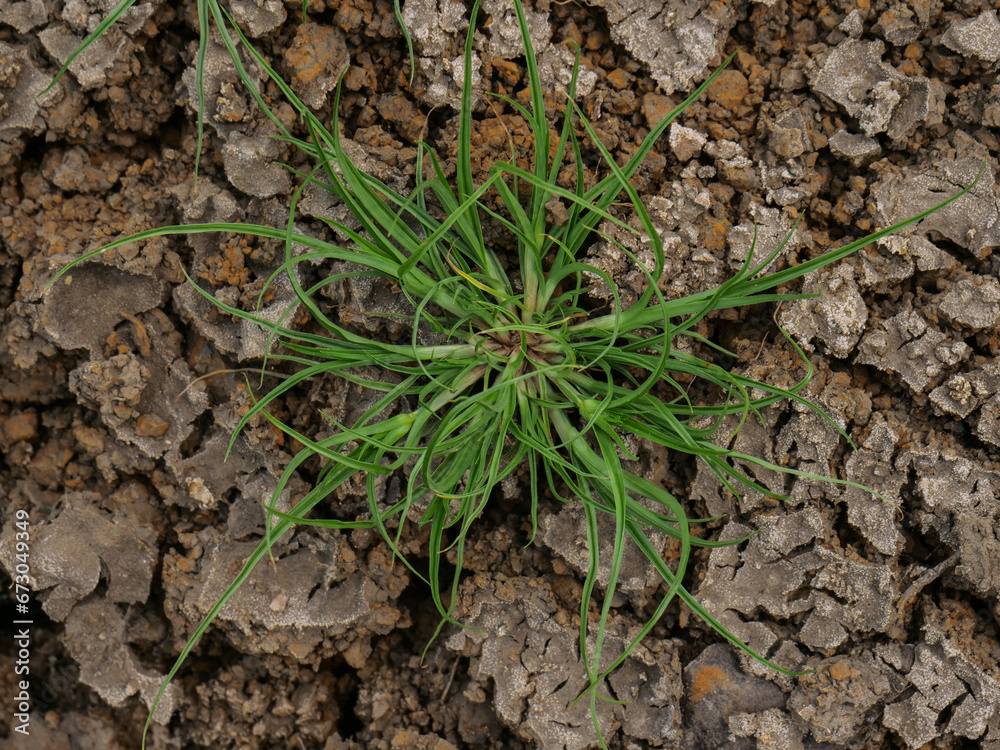 dry soil cracked earth texture. dry soil texture dry soil cracked earth texture. dry soil texture