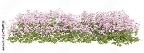 Flowering shrubs 3D rendering with transparent background  for illustration  digital composition  architecture visualization