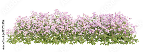 Flowering shrubs 3D rendering with transparent background, for illustration, digital composition, architecture visualization