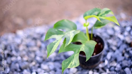 Turn focus to Raphidophora tetrasperma variegated in the pot   photo