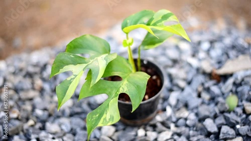 Turn focus to Raphidophora tetrasperma variegated in the pot   photo