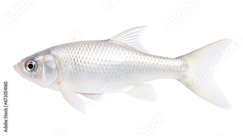 white fish swimming, isolated on white background cutout 