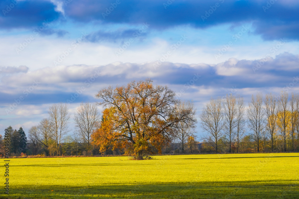 Fototapeta premium Autumn came 