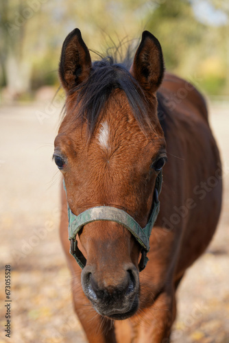 Beautiful young mare © Ewa