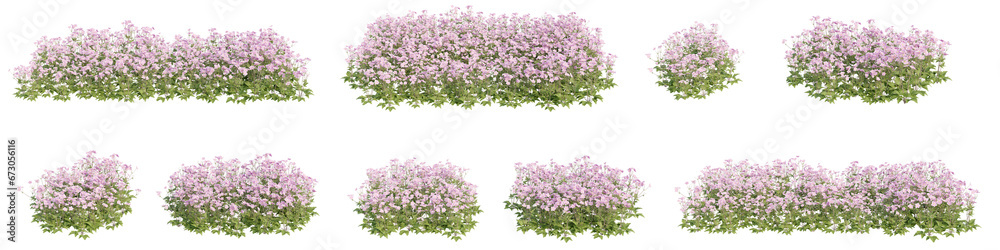 Flowering shrubs 3D rendering with transparent background, for illustration, digital composition, architecture visualization