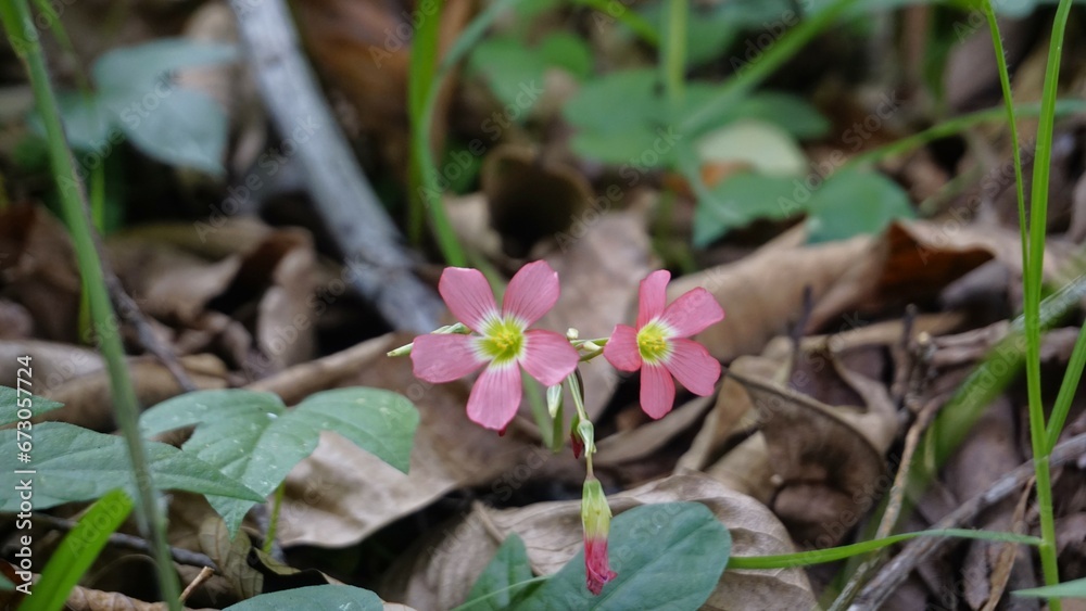 Beautiful flowers of Oxalis tetraphylla also known as Iron Cross Oxalis, Four leaf pink sorrel etc Beautiful flowers of Oxalis tetraphylla also known as Iron Cross Oxalis, Four leaf pink sorrel etc