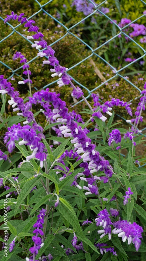 Obraz premium loseup of beautiful flowers of Salvia leucantha