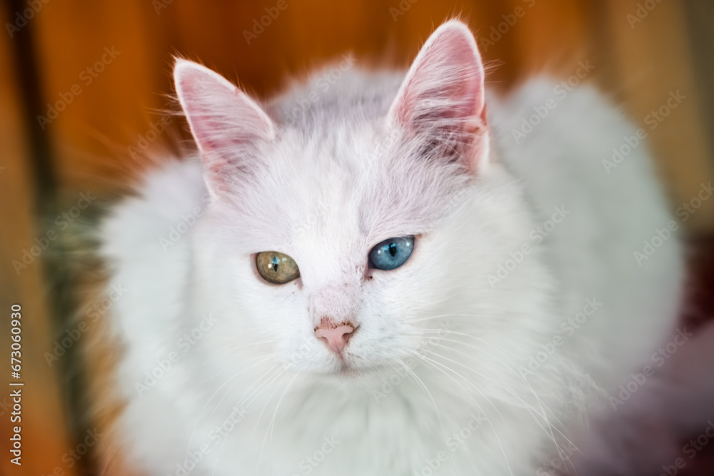 Turkish Angora (Felis catus) is a special cat breed bred locally in Ankara, Turkey, with a very striking bi-colored (heterochromia) eye appereance, with one eye blue or red and the other yellow.